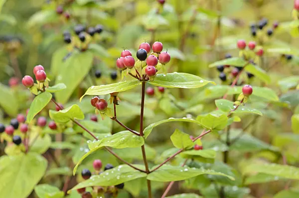 534479 - Schönes Johanniskraut (Hypericum pulchrum)
