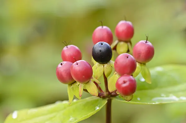 534480 - Schönes Johanniskraut (Hypericum pulchrum)