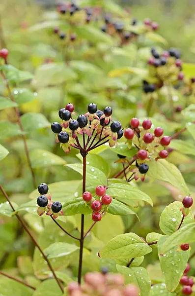 534481 - Schönes Johanniskraut (Hypericum pulchrum)