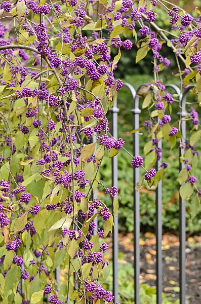 525394 - Schönfrucht (Callicarpa)