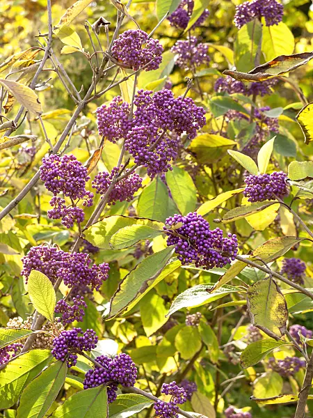 442120 - Schönfrucht (Callicarpa cathayana)
