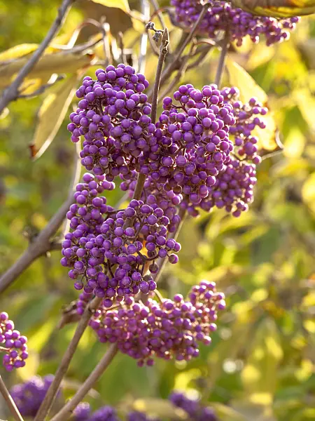 442122 - Schönfrucht (Callicarpa cathayana)