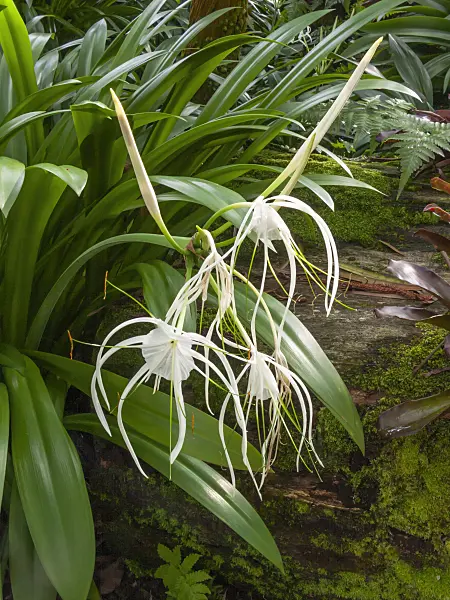 411245 - Schönhäutchen (Hymenocallis)