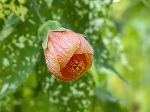 429012 - Schönmalve (Abutilon)