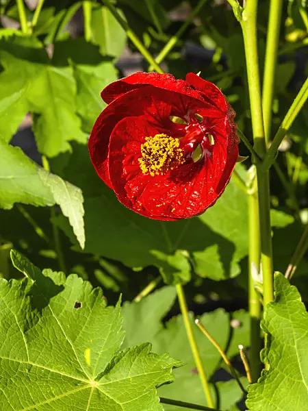 429005 - Schönmalve (Abutilon Herzblut)