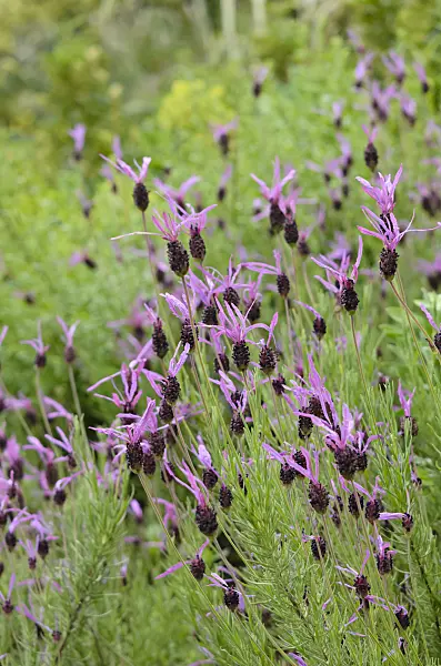 533497 - Schopflavendel (Lavandula stoechas subsp. pedunculata)