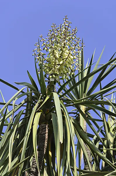 533076 - Schott's yucca (Yucca schottii)