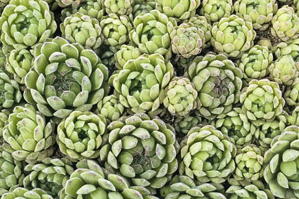366008 - Schotts Hauswurz (Sempervivum x schottii)