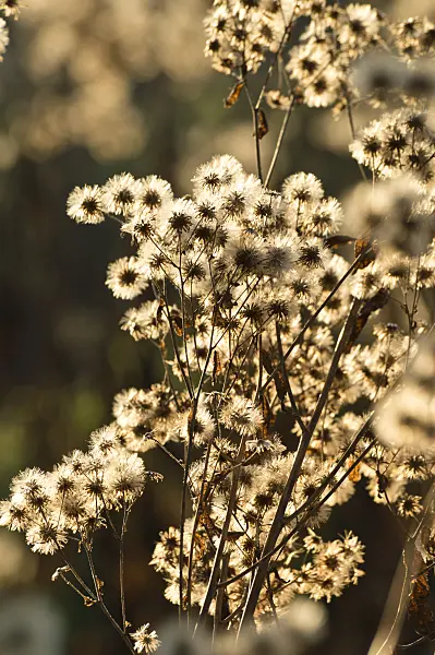 515007 - Schreber's aster (Eurybia schreberi)