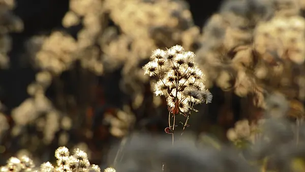 514037 - Schrebers Aster (Eurybia schreberi)