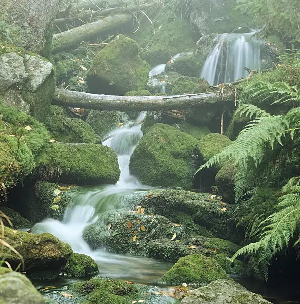 237004 - Schreyerbach, Bavarian Forest National Park, Germany