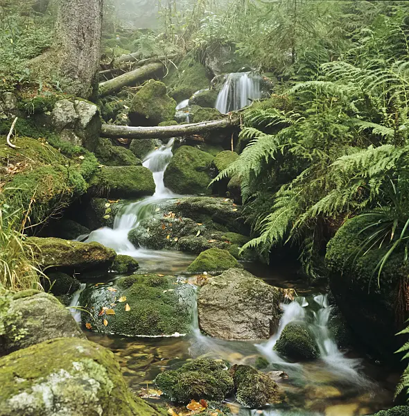 237003 - Schreyerbach, parc national de la forêt Bavaroise, Allemagne