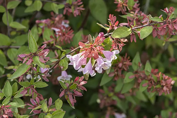635004 - Schumann's abelia (Abelia schumannii)