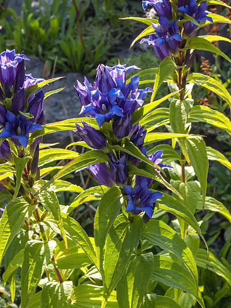 403099 - Schwalbenwurzenzian (Gentiana asclepiadea)