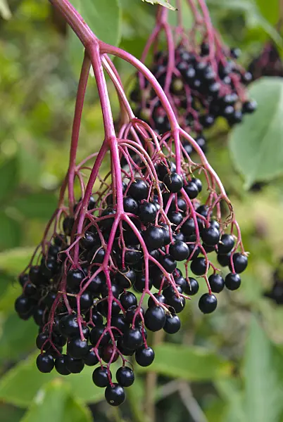 483036 - Schwarzer Holunder (Sambucus nigra)