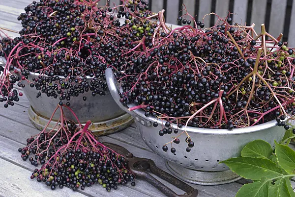 483037 - Schwarzer Holunder (Sambucus nigra)