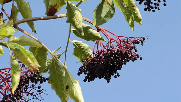 513012 - Schwarzer Holunder (Sambucus nigra)