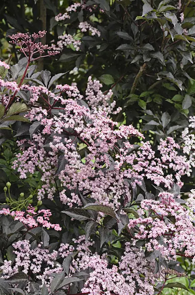 497021 - Schwarzer Holunder (Sambucus nigra 'Black Beauty')