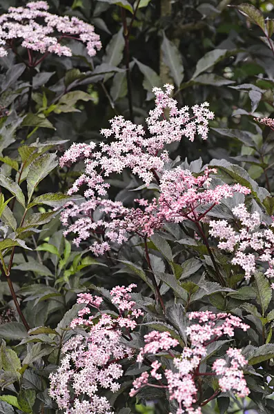 497022 - Schwarzer Holunder (Sambucus nigra 'Black Beauty')