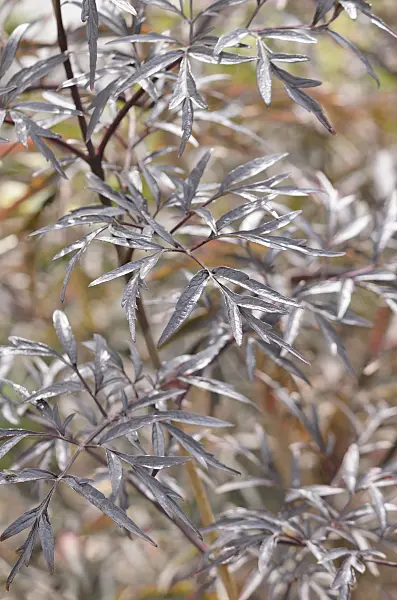 536127 - Schwarzer Holunder (Sambucus nigra 'Black Lace')