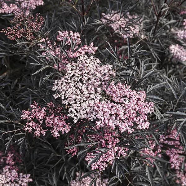 651509 - Schwarzer Holunder (Sambucus nigra 'Black Lace')
