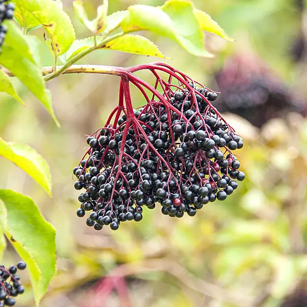 616129 - Schwarzer Holunder (Sambucus nigra 'Haidegg 17')