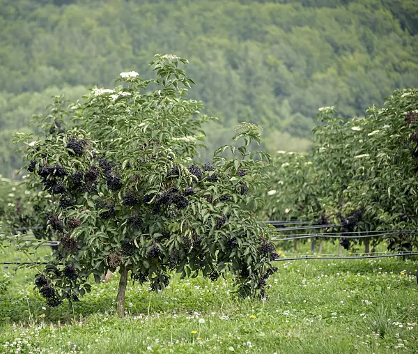 547293 - Schwarzer Holunder (Sambucus nigra 'Haschberg')