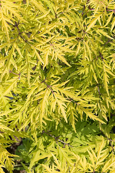 664422 - Schwarzer Holunder (Sambucus nigra 'Lemony Lace')