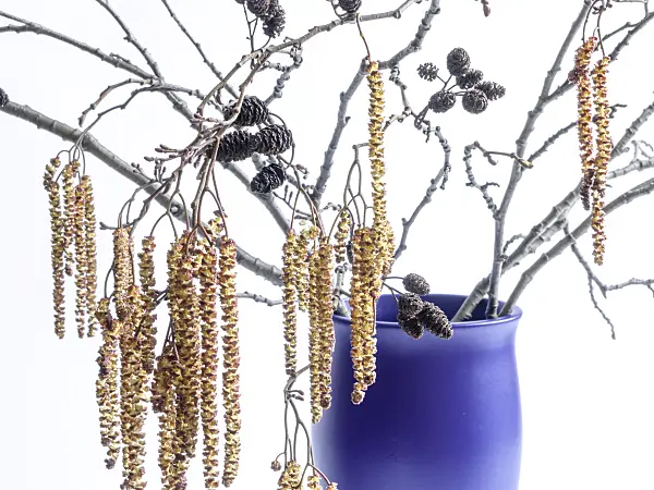 433149 - Schwarzerle (Alnus glutinosa)