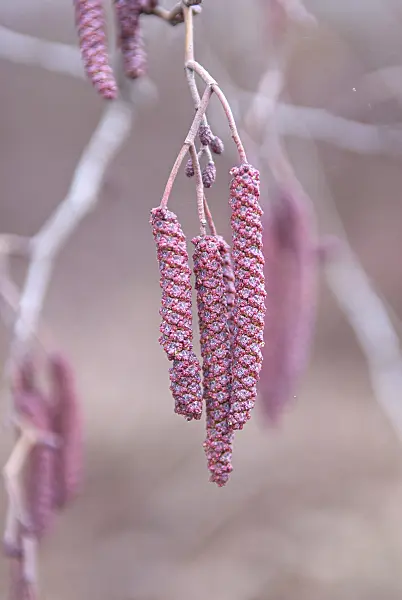 616156 - Schwarzerle (Alnus glutinosa)