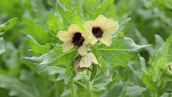 497154 - Schwarzes Bilsenkraut (Hyoscyamus niger)