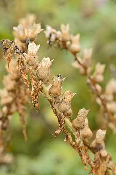 535117 - Schwarzes Bilsenkraut (Hyoscyamus niger)