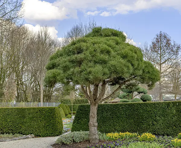 607170 - Schwarzkiefer (Pinus nigra 'Select')