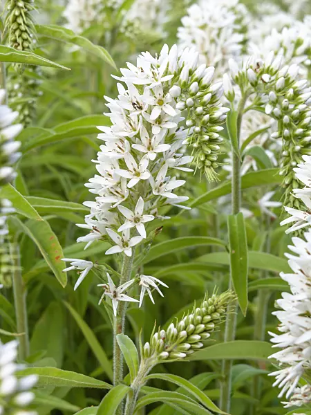 439197 - Schwerähriger Gilbweiderich (Lysimachia barystachys)