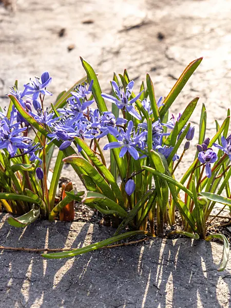 436083 - Scille à deux feuilles (Scilla bifolia)