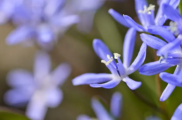494142 - Scille à deux feuilles (Scilla bifolia)