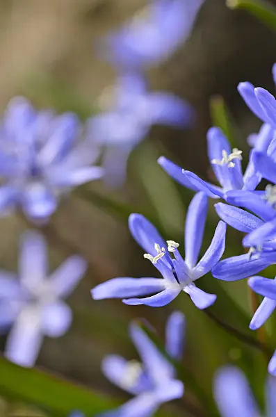 494143 - Scille à deux feuilles (Scilla bifolia)