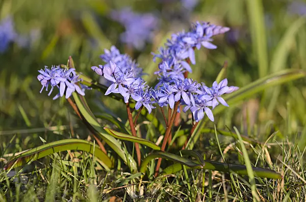 554048 - Scille à deux feuilles (Scilla bifolia)