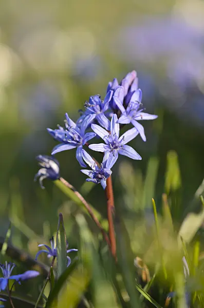 554049 - Scille à deux feuilles (Scilla bifolia)
