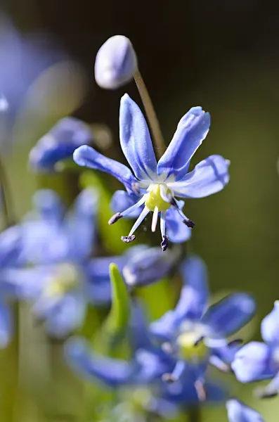 519125 - Scille agréable (Scilla amoena)