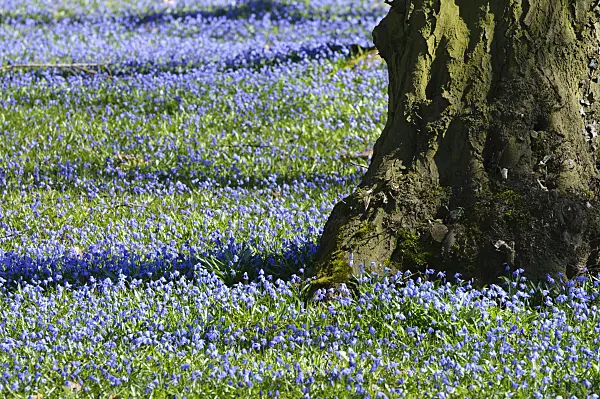 470074 - Scille de Sibérie (Scilla siberica)