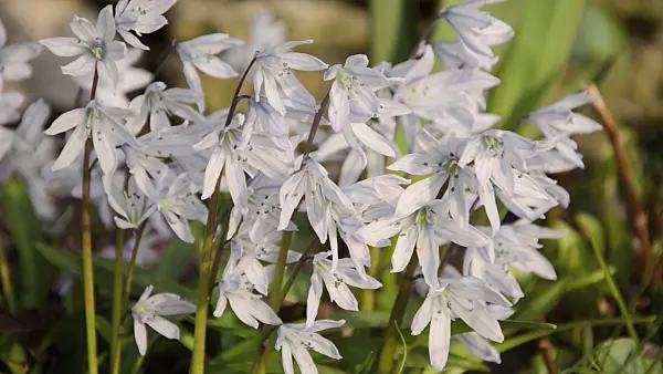 494117 - Scille (Scilla mischtschenkoana)