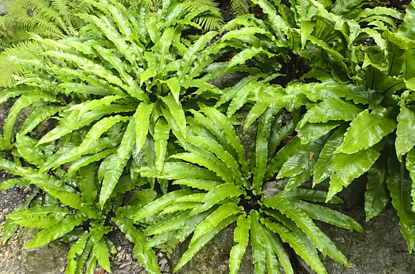 534369 - Scolopendre officinale (Asplenium scolopendrium syn. Phyllitis scolopendrium)