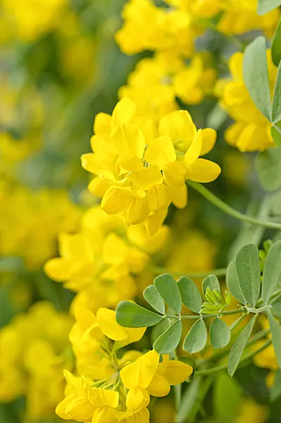 482039 - Scorpion senna (Hippocrepis emerus)