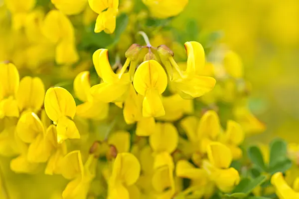 484147 - Scorpion senna (Hippocrepis emerus)