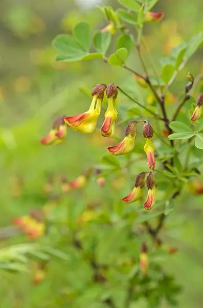 507175 - Scorpion senna (Hippocrepis emerus)