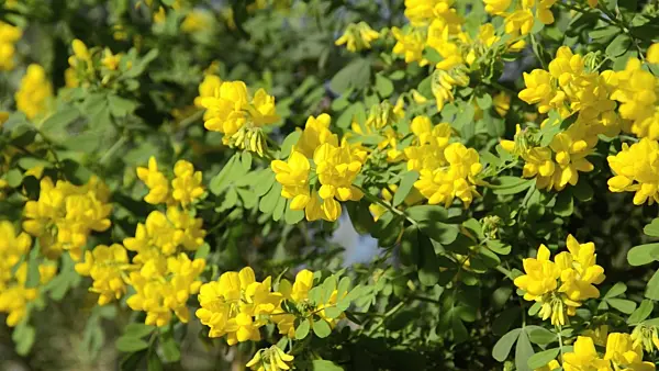 493057 - Scorpion vetch (Coronilla valentina subsp. glauca)