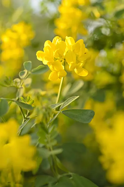 506048 - Scorpion vetch (Coronilla valentina subsp. glauca)