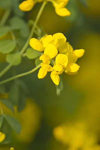 518111 - Scorpion vetch (Coronilla valentina subsp. glauca)
