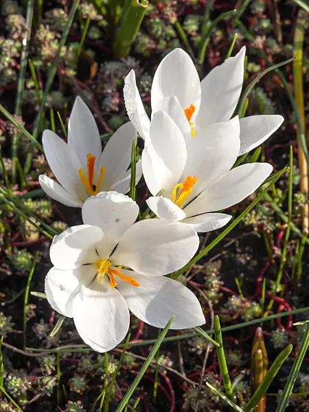 447004 - Scotch crocus (Crocus biflorus)